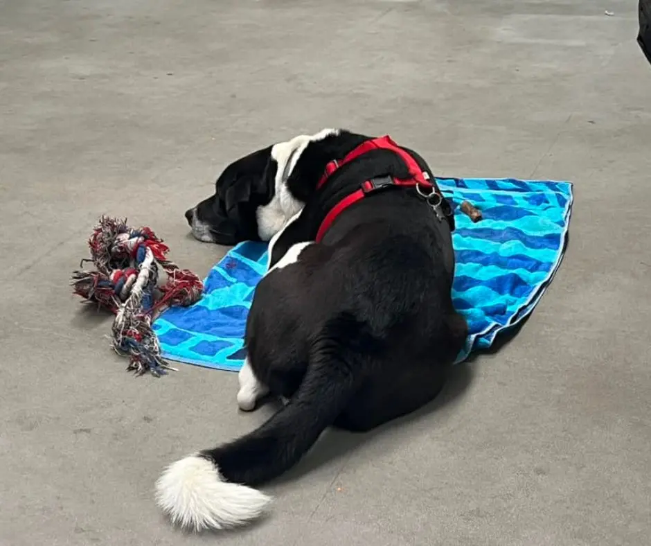 Danilo Monverde con un cane