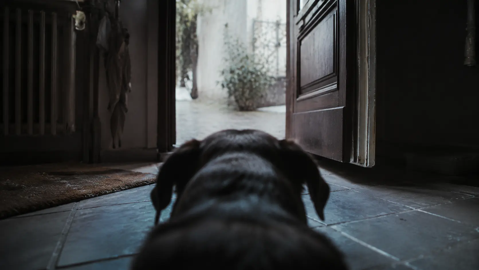 Un cane visto di spalle, fermo su una soglia buia, davanti a una porta aperta su uno spazio luminoso